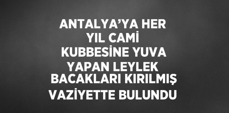 ANTALYA’YA HER YIL CAMİ KUBBESİNE YUVA YAPAN LEYLEK BACAKLARI KIRILMIŞ VAZİYETTE BULUNDU