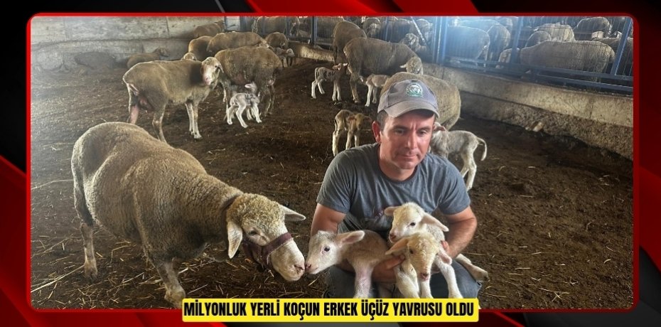 Milyonluk yerli koçun erkek üçüz yavrusu oldu  