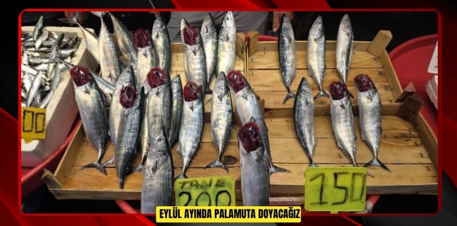 Eylül ayında palamuta doyacağız 
