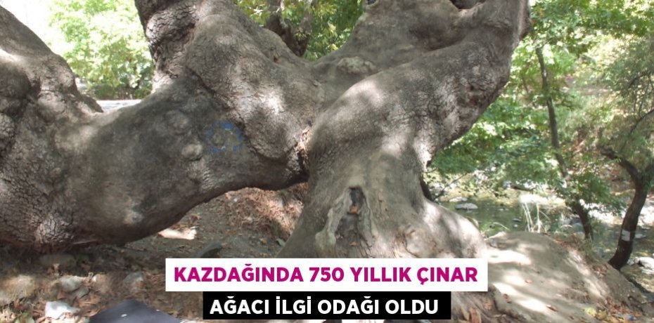 Kazdağında 750 yıllık çınar ağacı ilgi odağı oldu