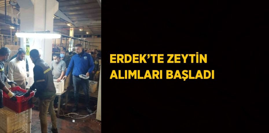 ERDEK’TE ZEYTİN ALIMLARI BAŞLADI