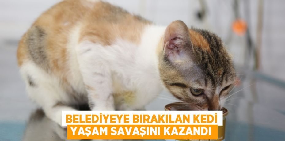 Belediyeye bırakılan kedi yaşam savaşını kazandı