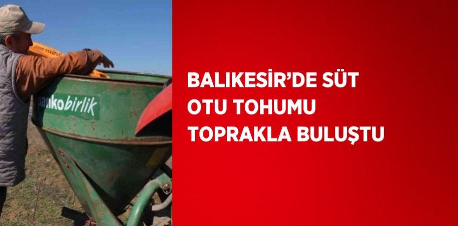 BALIKESİR’DE SÜT OTU TOHUMU TOPRAKLA BULUŞTU