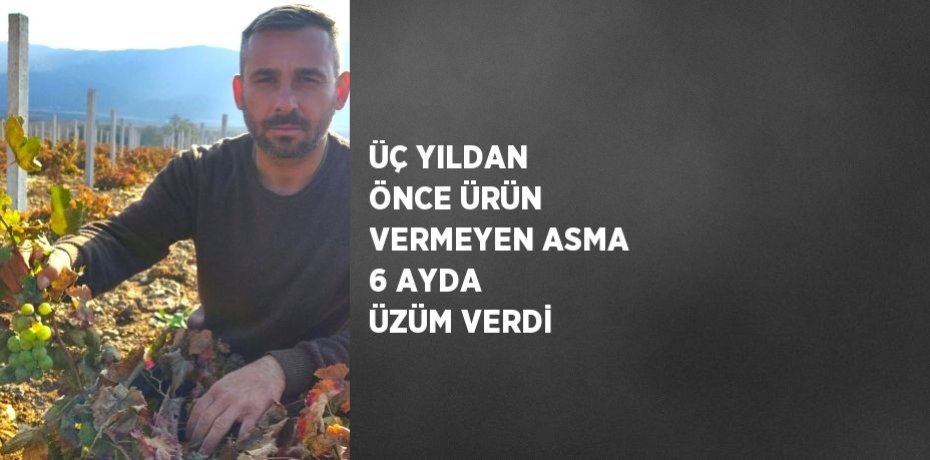 ÜÇ YILDAN ÖNCE ÜRÜN VERMEYEN ASMA 6 AYDA ÜZÜM VERDİ