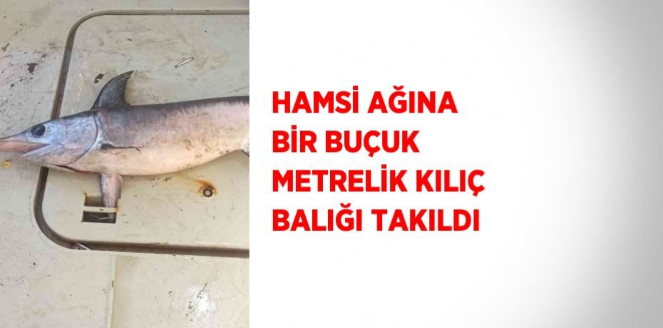 HAMSİ AĞINA BİR BUÇUK METRELİK KILIÇ BALIĞI TAKILDI