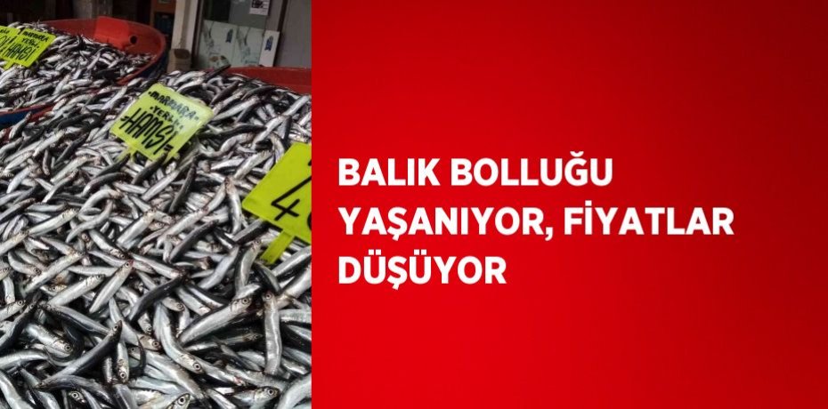 BALIK BOLLUĞU YAŞANIYOR, FİYATLAR DÜŞÜYOR