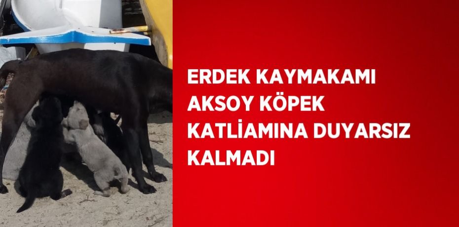 ERDEK KAYMAKAMI AKSOY KÖPEK KATLİAMINA DUYARSIZ KALMADI