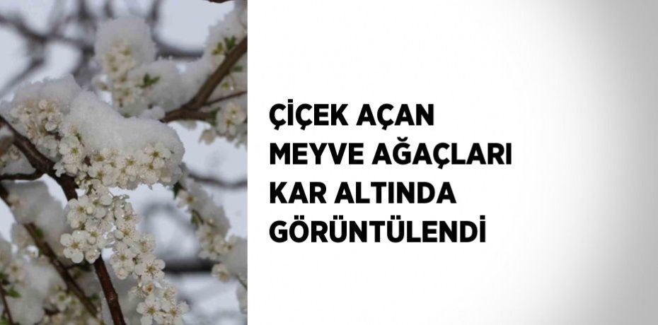 ÇİÇEK AÇAN MEYVE AĞAÇLARI KAR ALTINDA GÖRÜNTÜLENDİ