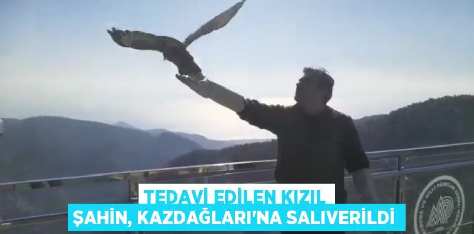 Tedavi edilen Kızıl Şahin, Kazdağları’na salıverildi
