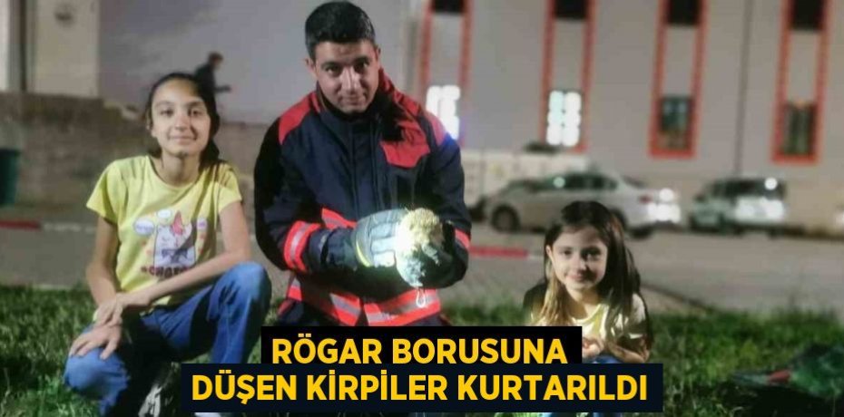 RÖGAR BORUSUNA DÜŞEN KİRPİLER KURTARILDI