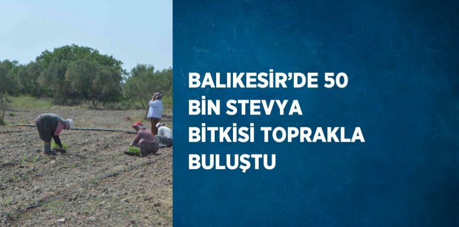 BALIKESİR’DE 50 BİN STEVYA BİTKİSİ TOPRAKLA BULUŞTU