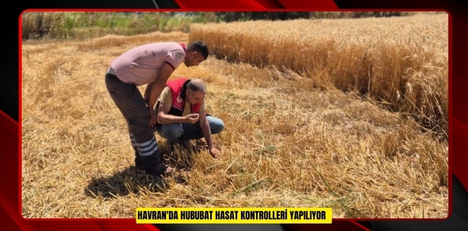 Havran'da hububat hasat kontrolleri yapılıyor  