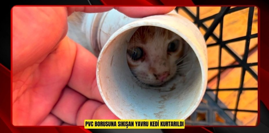 PVC borusuna sıkışan yavru kedi kurtarıldı