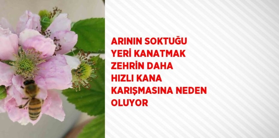 ARININ SOKTUĞU YERİ KANATMAK ZEHRİN DAHA HIZLI KANA KARIŞMASINA NEDEN OLUYOR