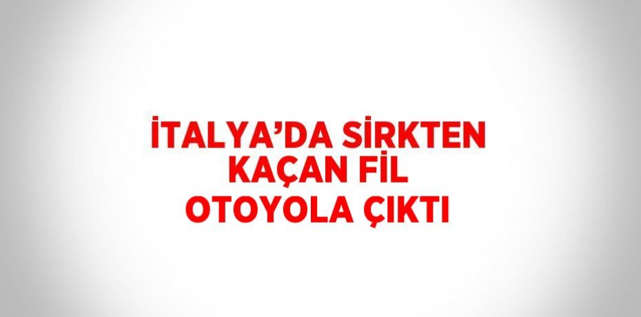 İTALYA’DA SİRKTEN KAÇAN FİL OTOYOLA ÇIKTI