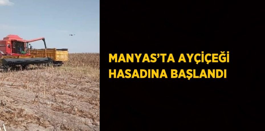 MANYAS’TA AYÇİÇEĞİ HASADINA BAŞLANDI