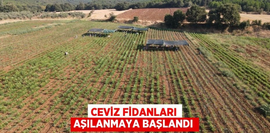 Ceviz fidanları aşılanmaya başlandı