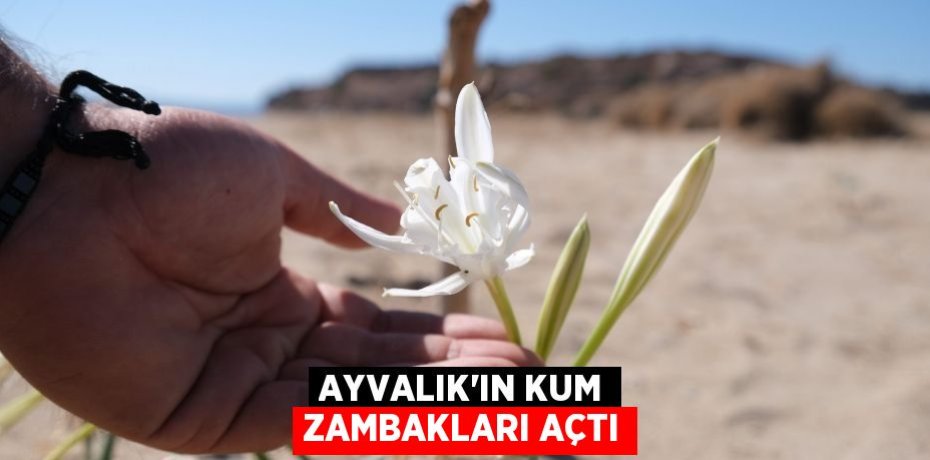 Ayvalık’ın kum zambakları açtı
