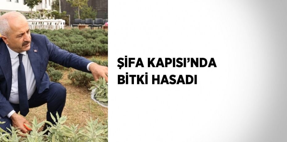 ŞİFA KAPISI’NDA BİTKİ HASADI