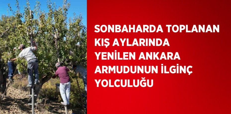 SONBAHARDA TOPLANAN KIŞ AYLARINDA YENİLEN ANKARA ARMUDUNUN İLGİNÇ YOLCULUĞU