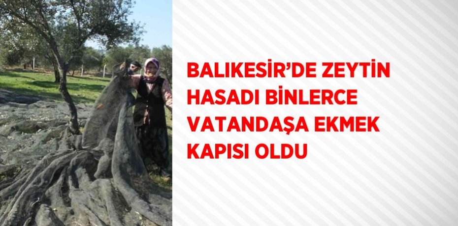BALIKESİR’DE ZEYTİN HASADI BİNLERCE VATANDAŞA EKMEK KAPISI OLDU