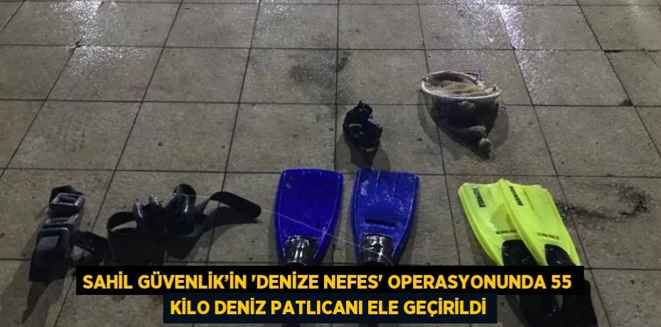 SAHİL GÜVENLİK’İN 'DENİZE NEFES' OPERASYONUNDA 55 KİLO DENİZ PATLICANI ELE GEÇİRİLDİ