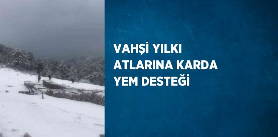 VAHŞİ YILKI ATLARINA KARDA YEM DESTEĞİ