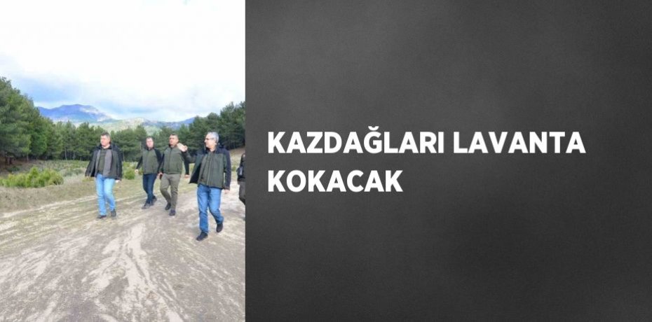 KAZDAĞLARI LAVANTA KOKACAK