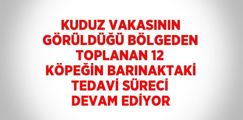 KUDUZ VAKASININ GÖRÜLDÜĞÜ BÖLGEDEN TOPLANAN 12 KÖPEĞİN BARINAKTAKİ TEDAVİ SÜRECİ DEVAM EDİYOR