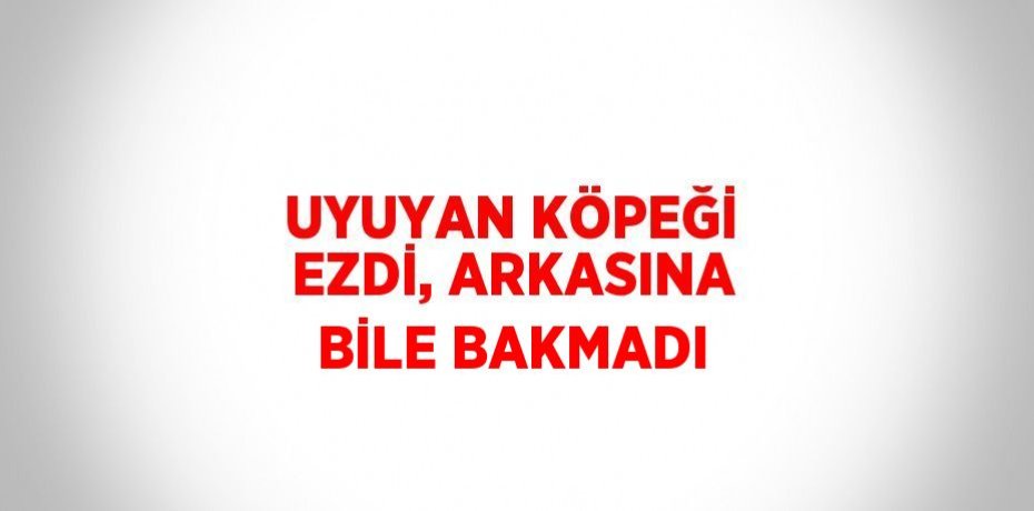 UYUYAN KÖPEĞİ EZDİ, ARKASINA BİLE BAKMADI