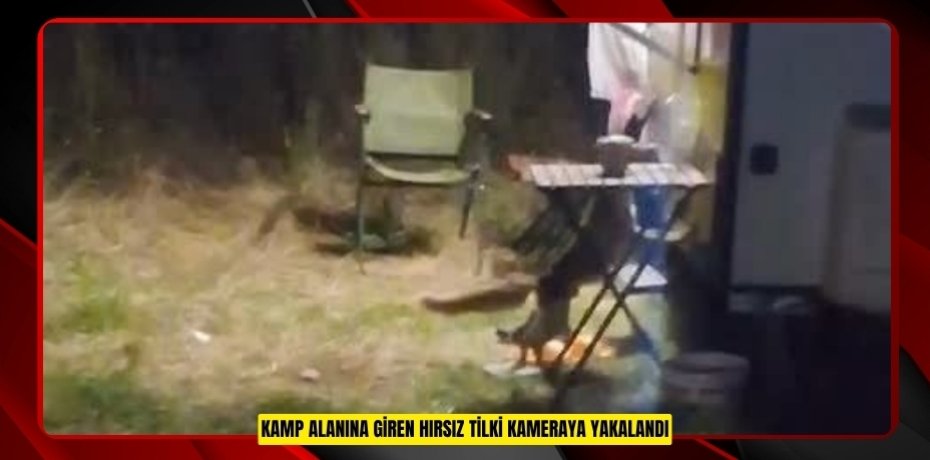 Kamp alanına giren hırsız tilki kameraya yakalandı