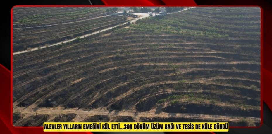 Alevler yılların emeğini kül etti...300 dönüm üzüm bağı ve tesis de küle döndü