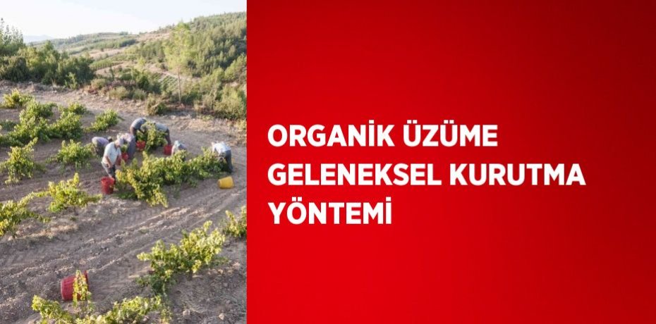ORGANİK ÜZÜME GELENEKSEL KURUTMA YÖNTEMİ