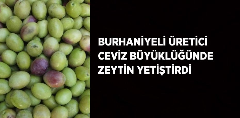 BURHANİYELİ ÜRETİCİ CEVİZ BÜYÜKLÜĞÜNDE ZEYTİN YETİŞTİRDİ