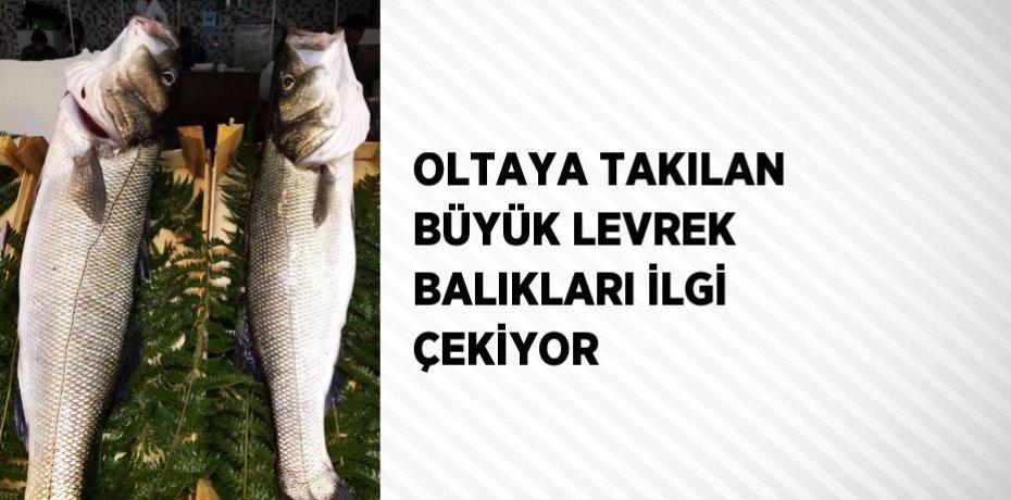 OLTAYA TAKILAN BÜYÜK LEVREK BALIKLARI İLGİ ÇEKİYOR
