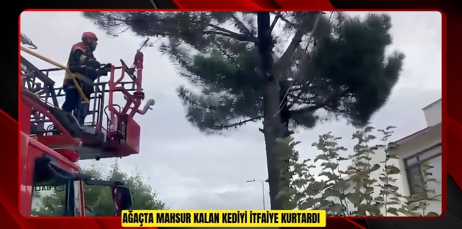 Ağaçta mahsur kalan kediyi itfaiye kurtardı  