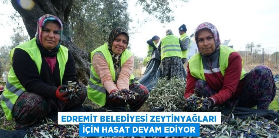 EDREMİT BELEDİYESİ ZEYTİNYAĞLARI İÇİN HASAT DEVAM EDİYOR