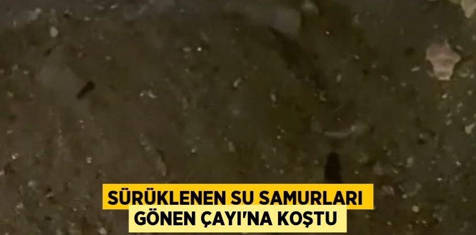 Sürüklenen su samurları Gönen Çayı'na koştu