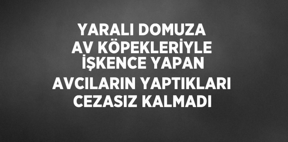 YARALI DOMUZA AV KÖPEKLERİYLE İŞKENCE YAPAN AVCILARIN YAPTIKLARI CEZASIZ KALMADI