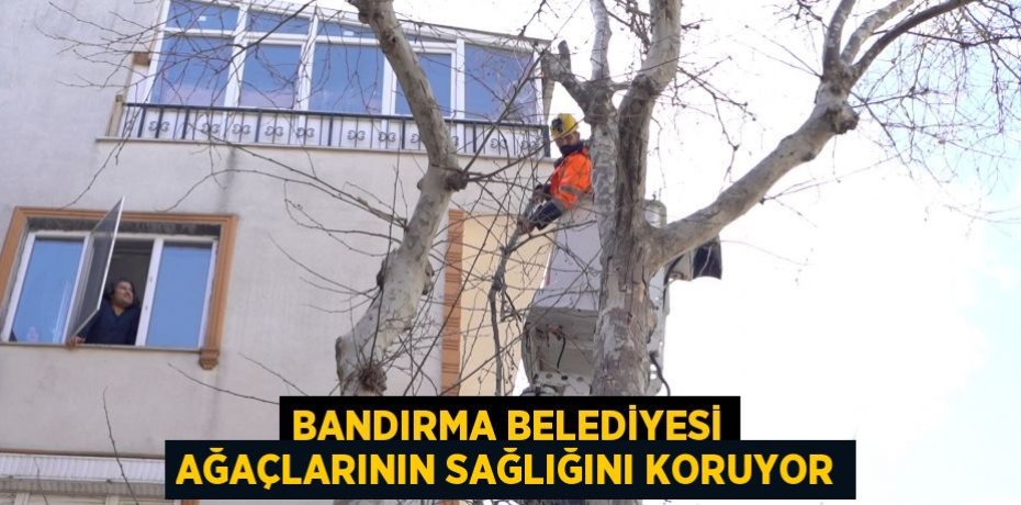 Bandırma Belediyesi Ağaçlarının Sağlığını Koruyor