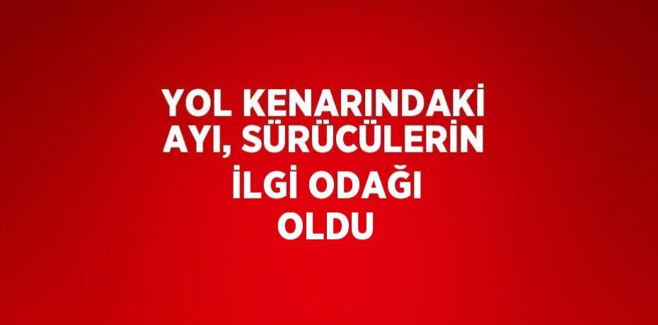 YOL KENARINDAKİ AYI, SÜRÜCÜLERİN İLGİ ODAĞI OLDU
