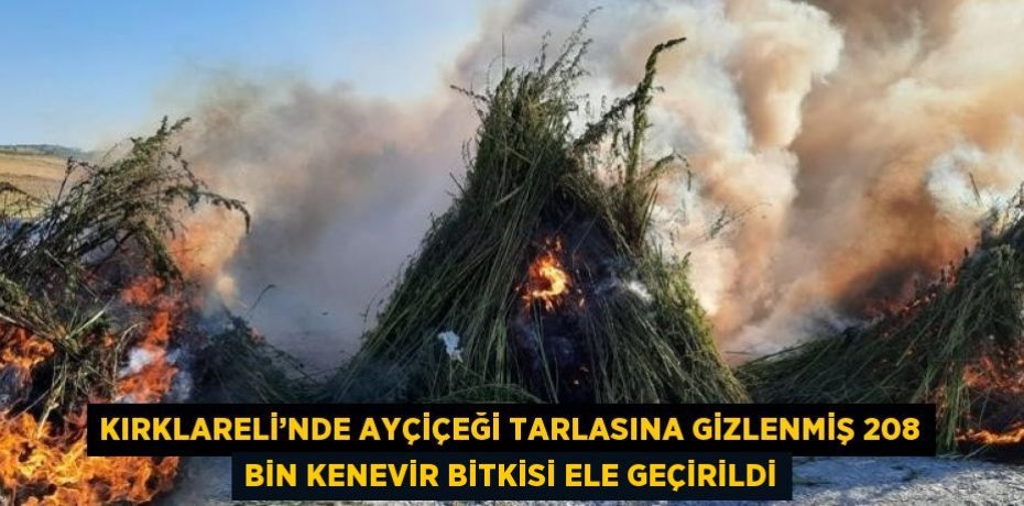 KIRKLARELİ’NDE AYÇİÇEĞİ TARLASINA GİZLENMİŞ 208 BİN KENEVİR BİTKİSİ ELE GEÇİRİLDİ