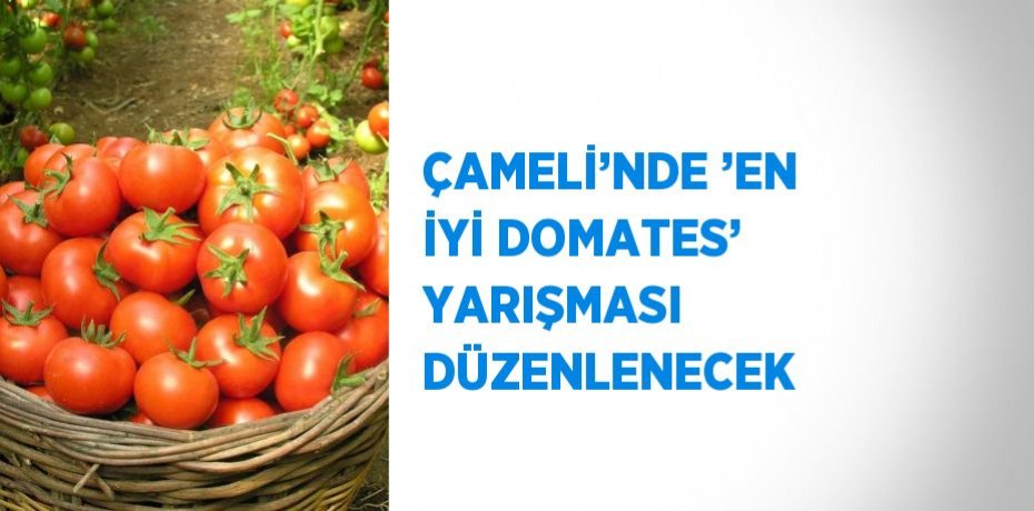 ÇAMELİ’NDE ’EN İYİ DOMATES’ YARIŞMASI DÜZENLENECEK