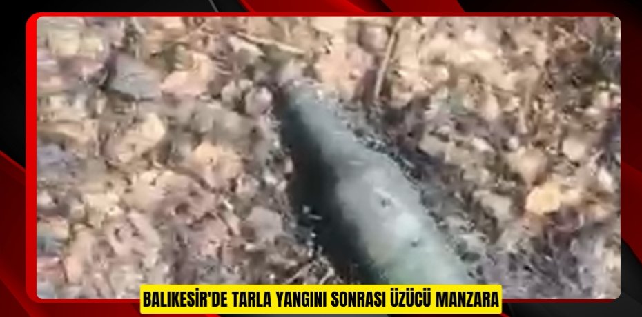 Balıkesir'de tarla yangını sonrası üzücü manzara