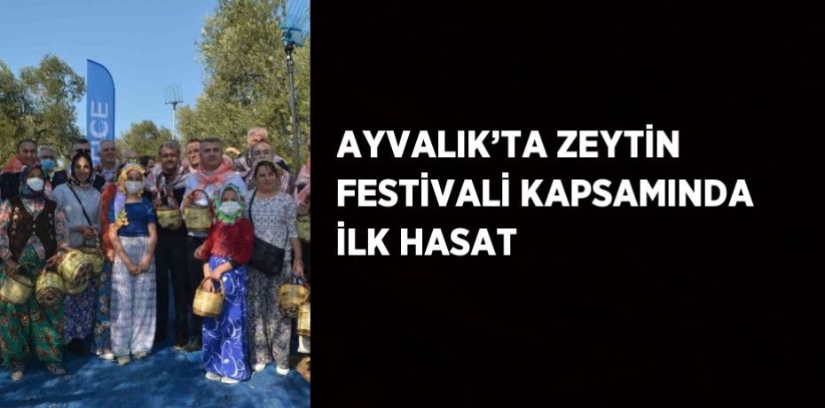 AYVALIK’TA ZEYTİN FESTİVALİ KAPSAMINDA İLK HASAT
