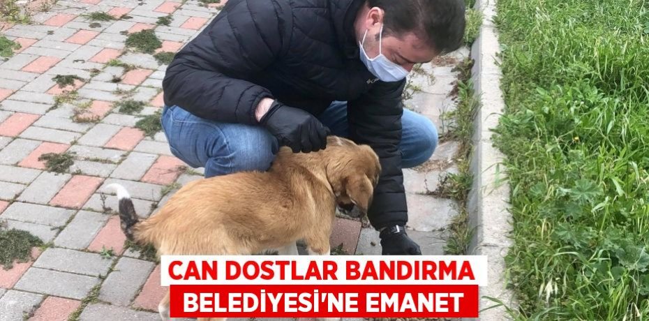 CAN DOSTLAR BANDIRMA  BELEDİYESİ'NE EMANET